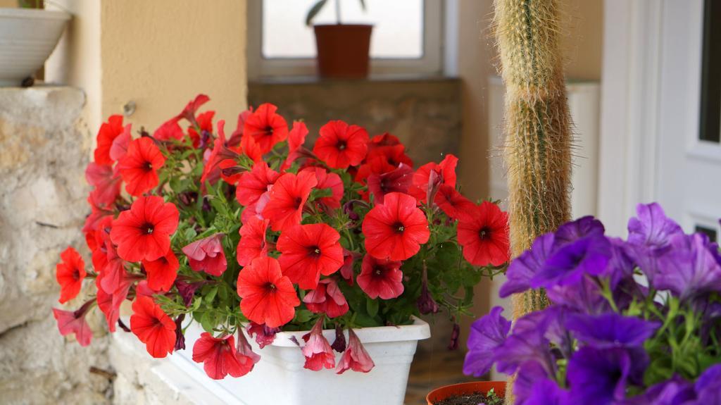 Apartments Red Rose Nin Extérieur photo